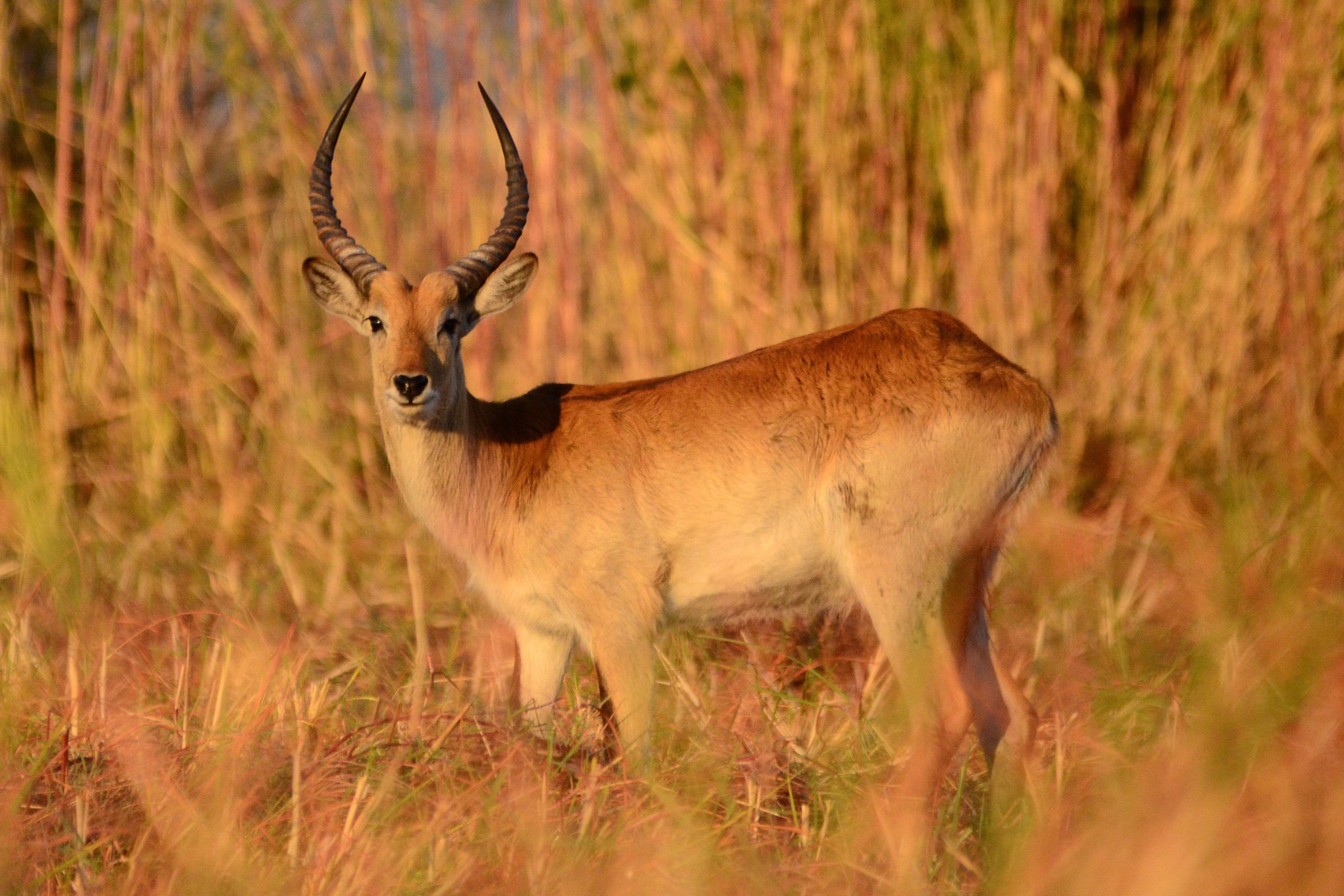 Ruaha National Park