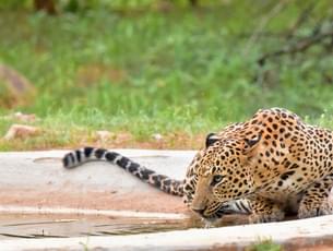 Spot Cheetah in its natural habitat