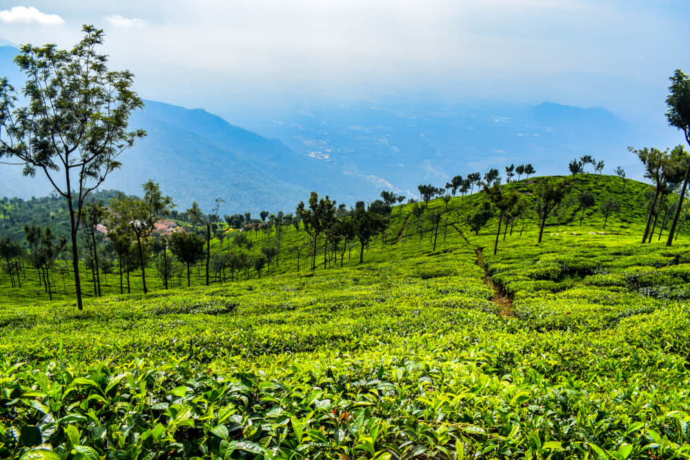 Visit the Tea Factory and Museum