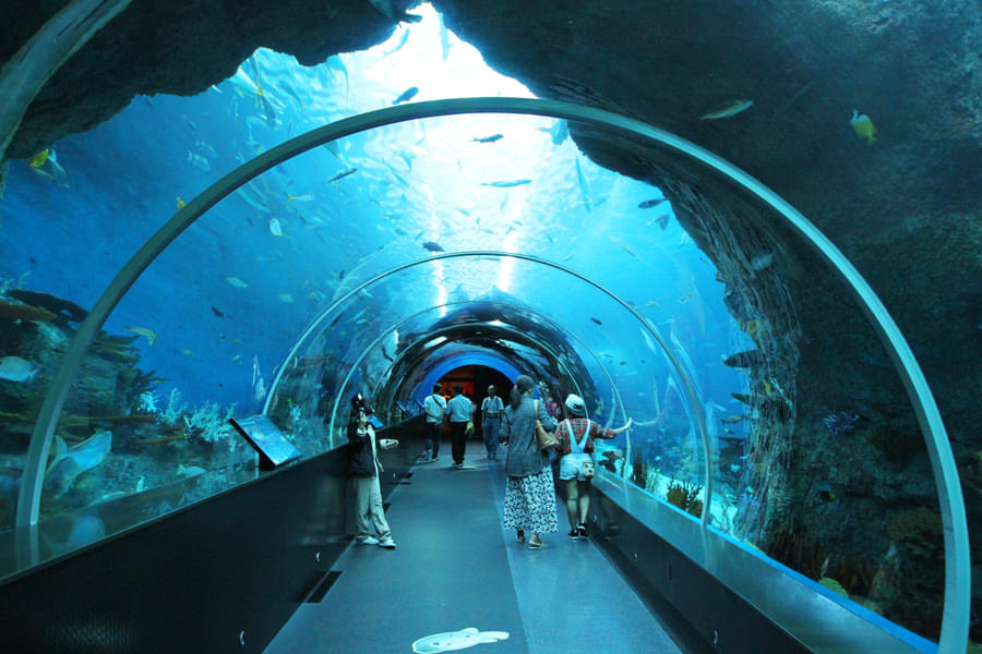 Marvel at a range of aquatic animals in largest suspended aquarium tank