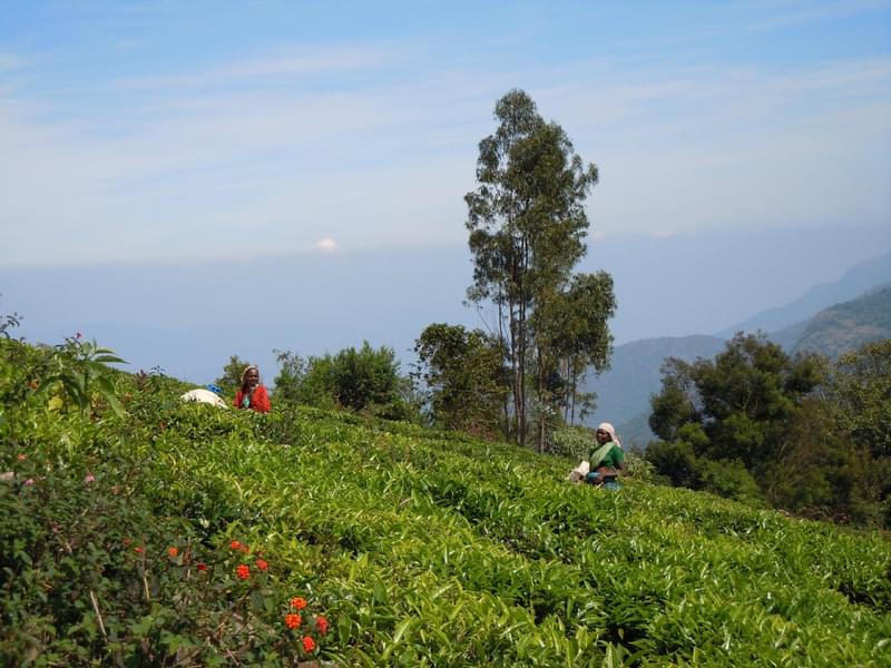 A Relaxing Retreat Amidst Kalhatty Ghats of Ooty Image
