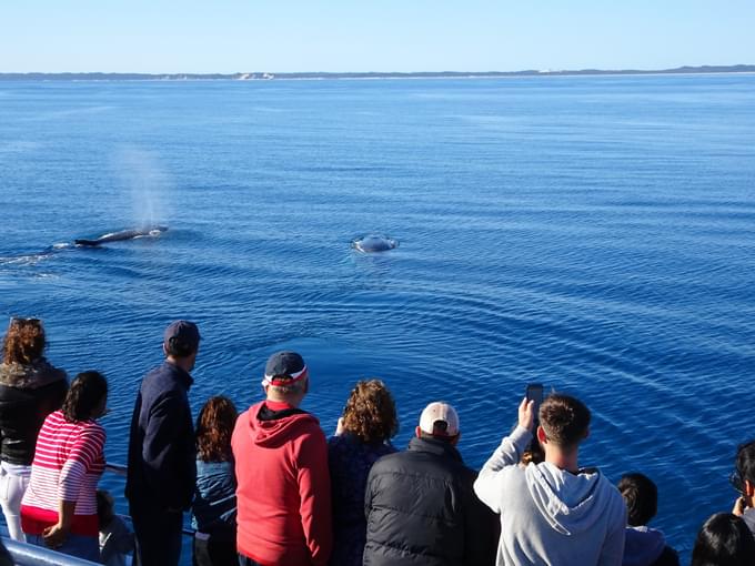 Hervey Bay Whale Watching