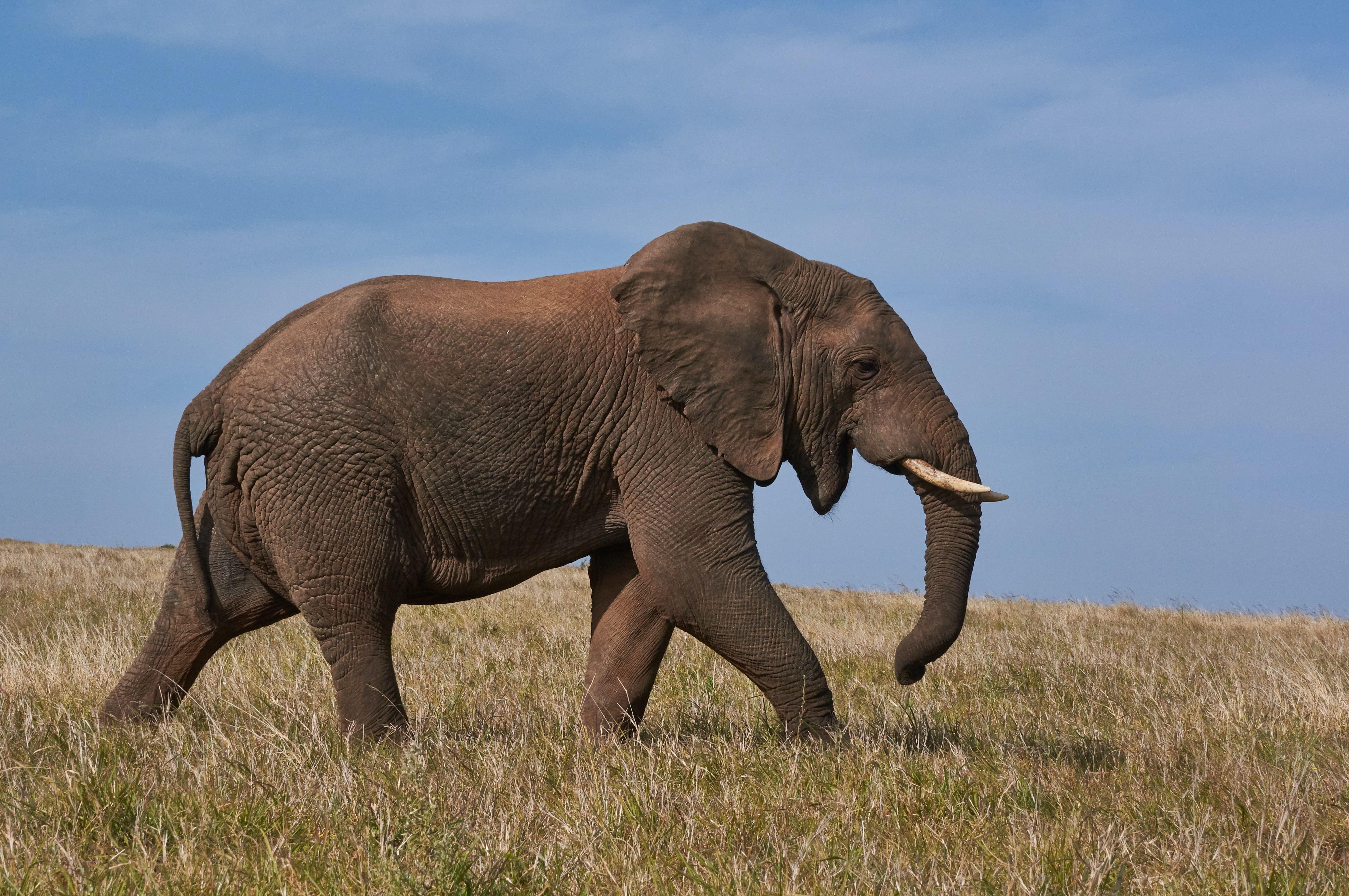 Elephants in San Diego Zoo