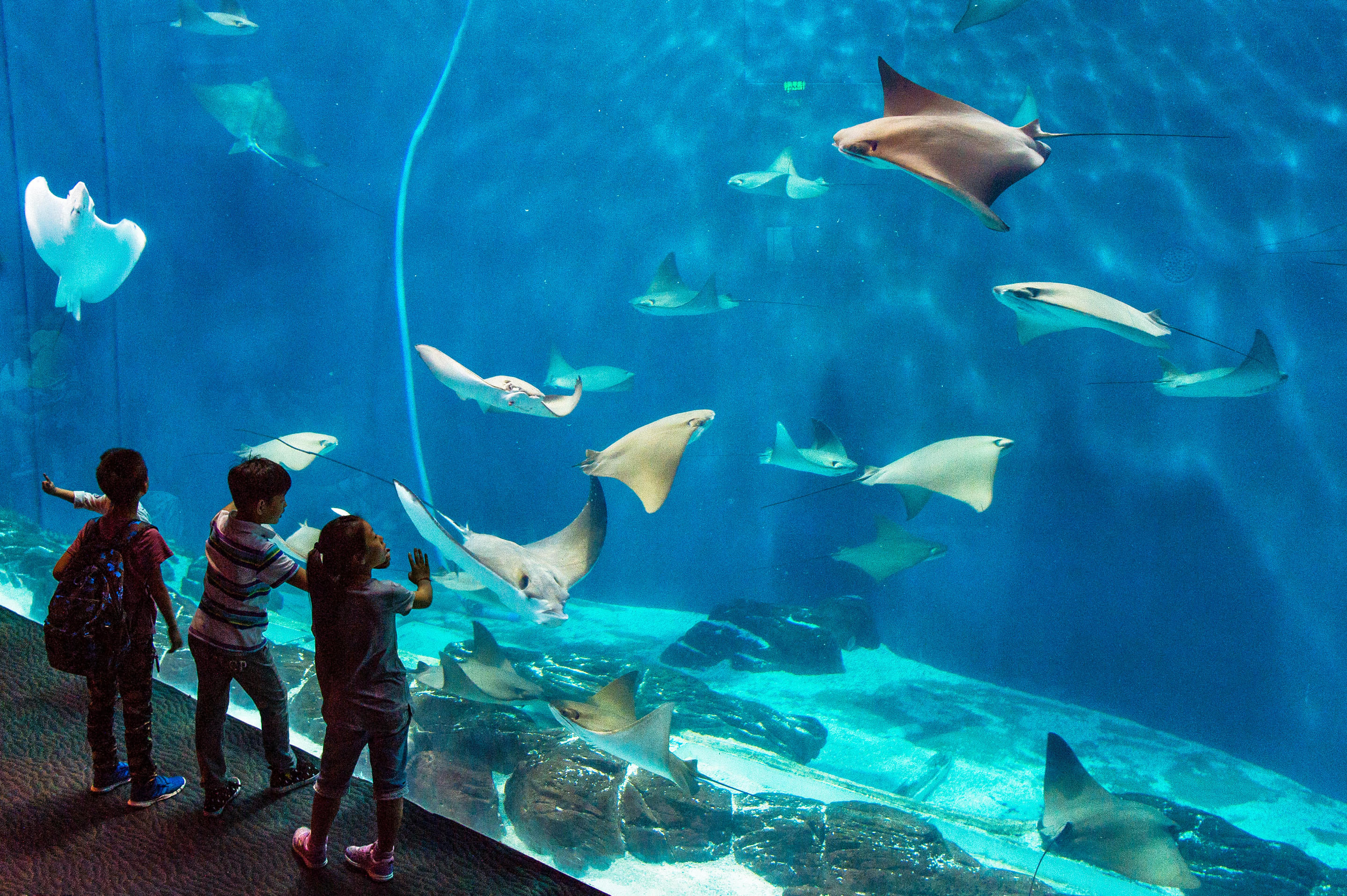 Shanghai Ocean Aquarium Overview