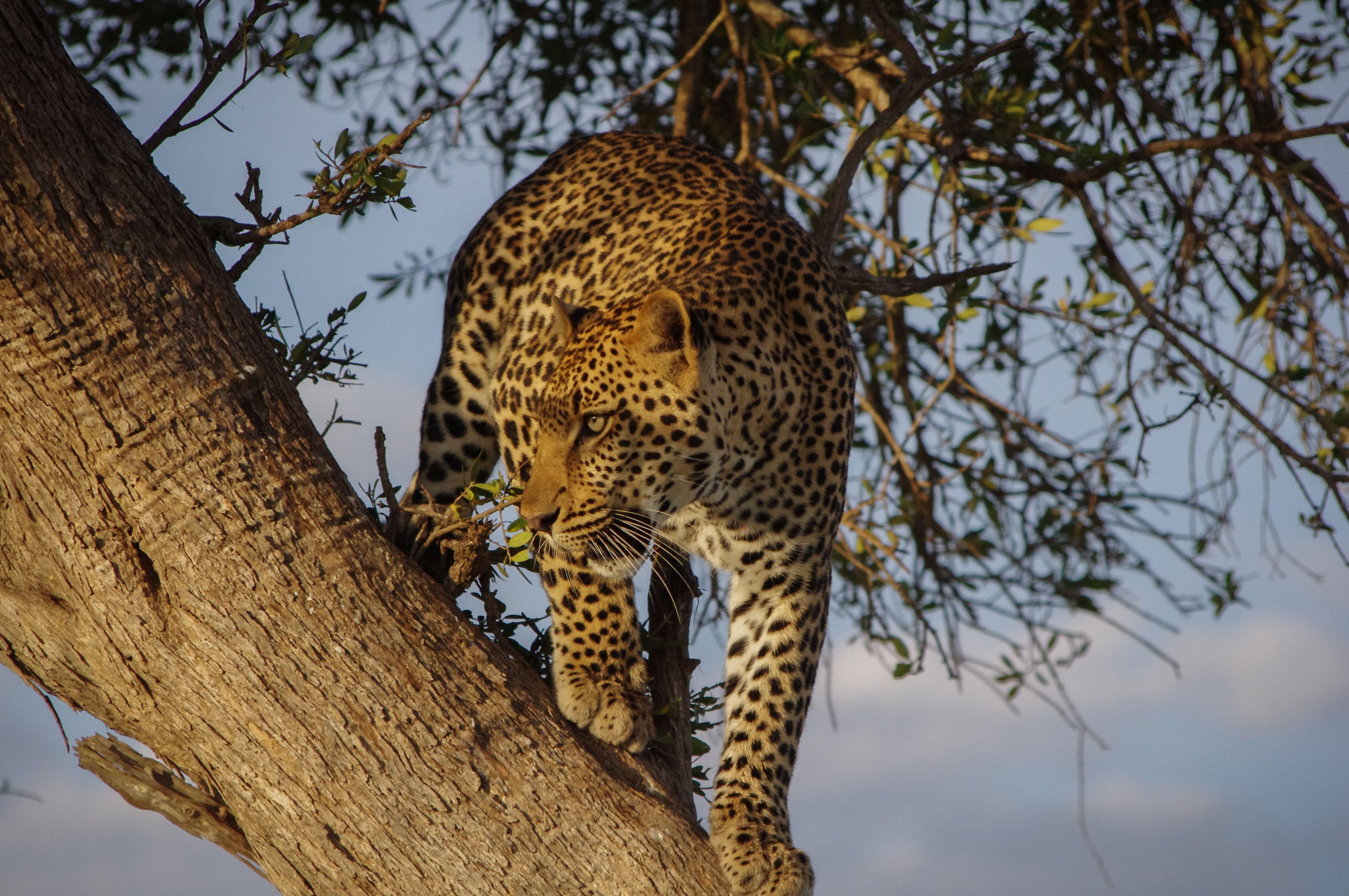 Leopard in Woodland Park Zoo