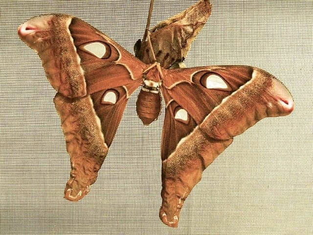 Australian Butterfly Sanctuary Tickets Image