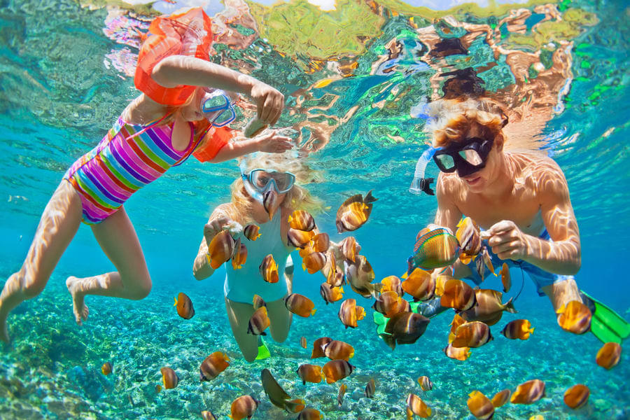 Snorkel and explore the vibrant underwater world