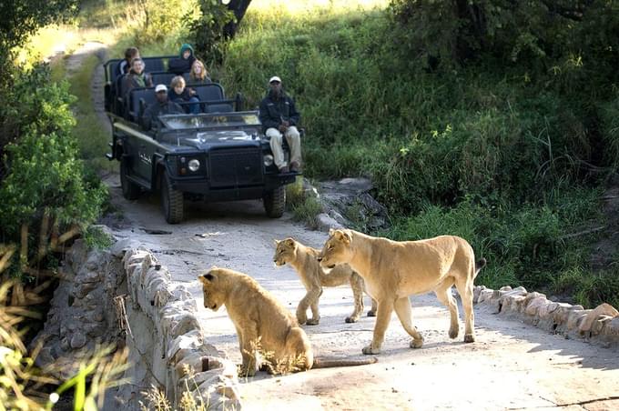 Cat Safari