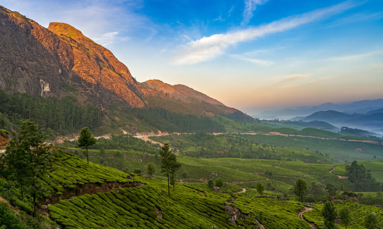 Tea plantation views from Gap Road View Point