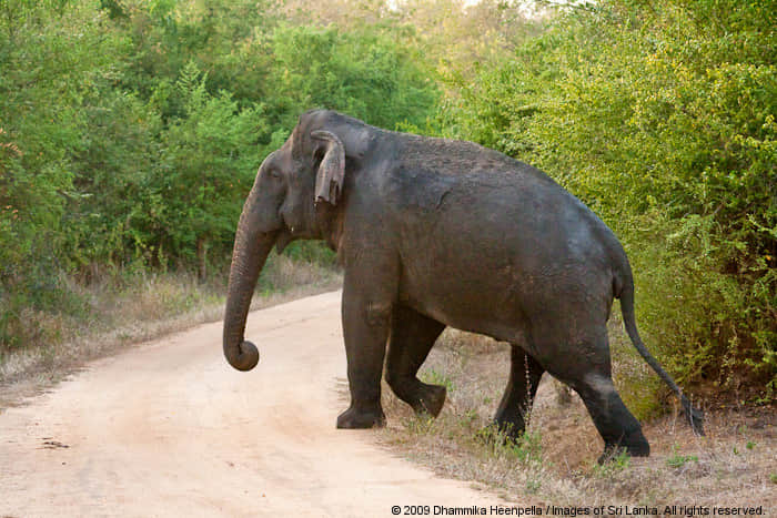 Wasgamuwa National Park