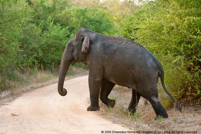 Wasgamuwa National Park