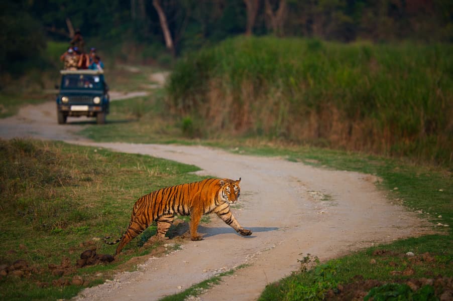 Wildlife Tour At Kaziranga National Park Image