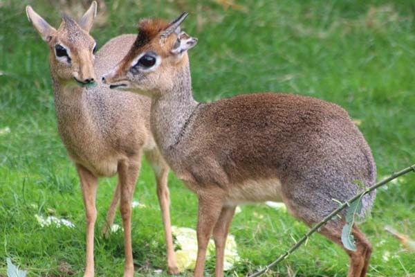 Deer's in Colchester Zoo