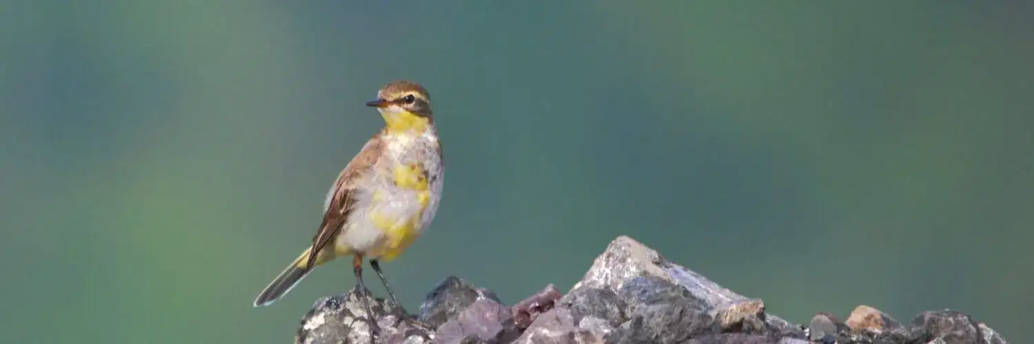Indulge in Nature Walks and Bird Watching