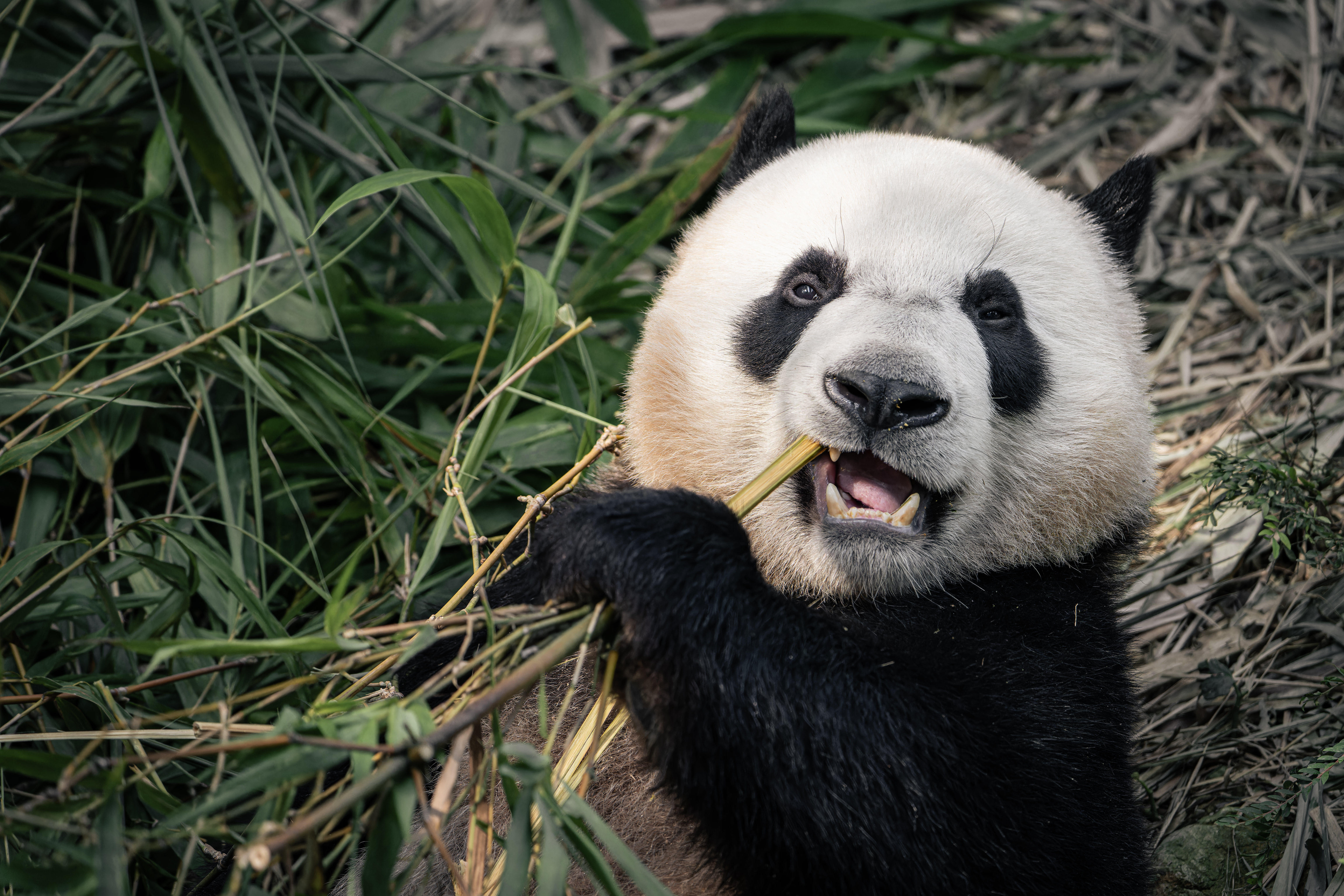 Panda at River Wonders