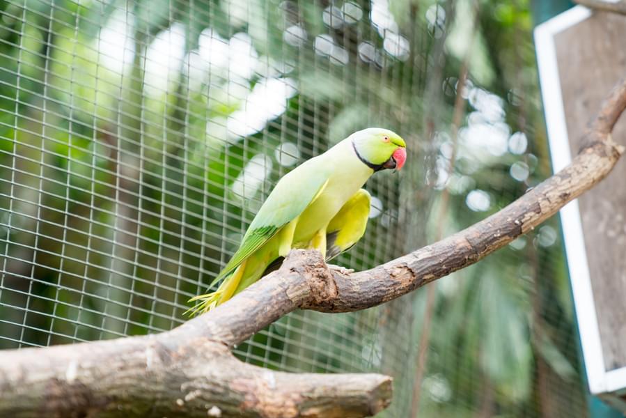 World of Parrots