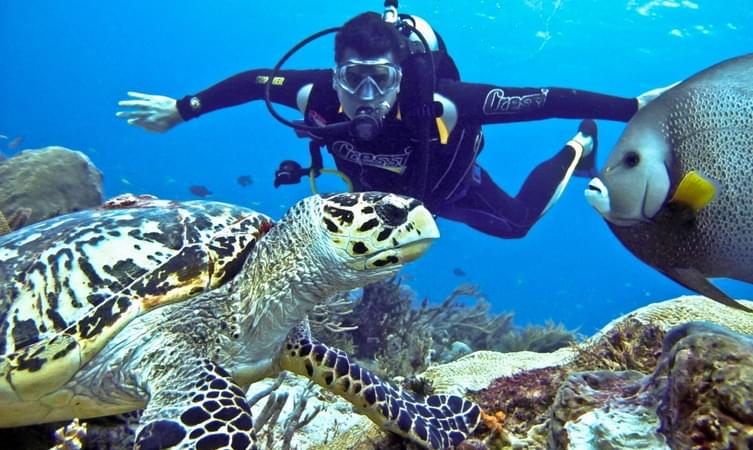 Get clicked with sea creatures