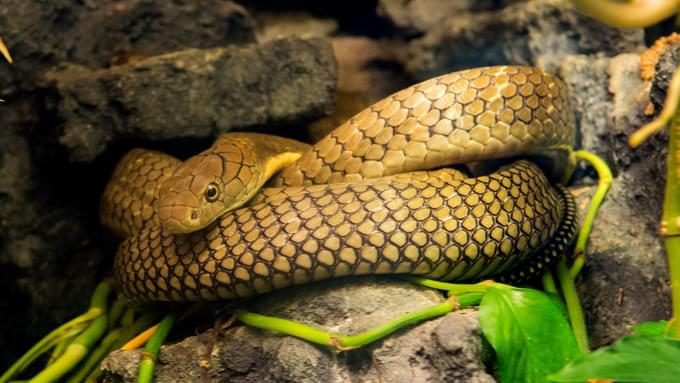 King Cobra in Houston zoo