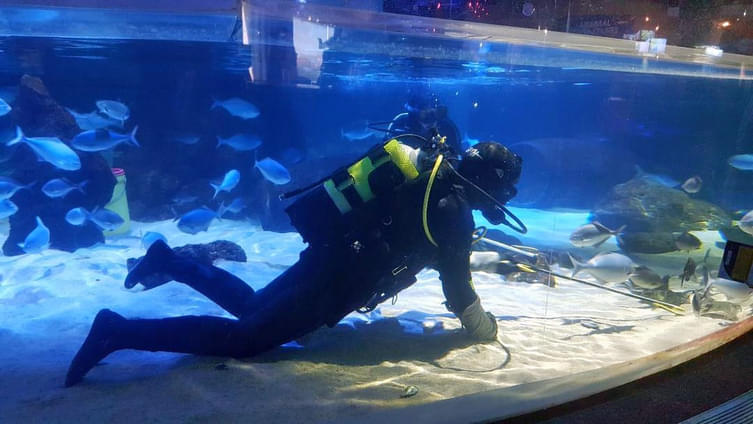 Sea Life Kelly Tarlton's Aquarium