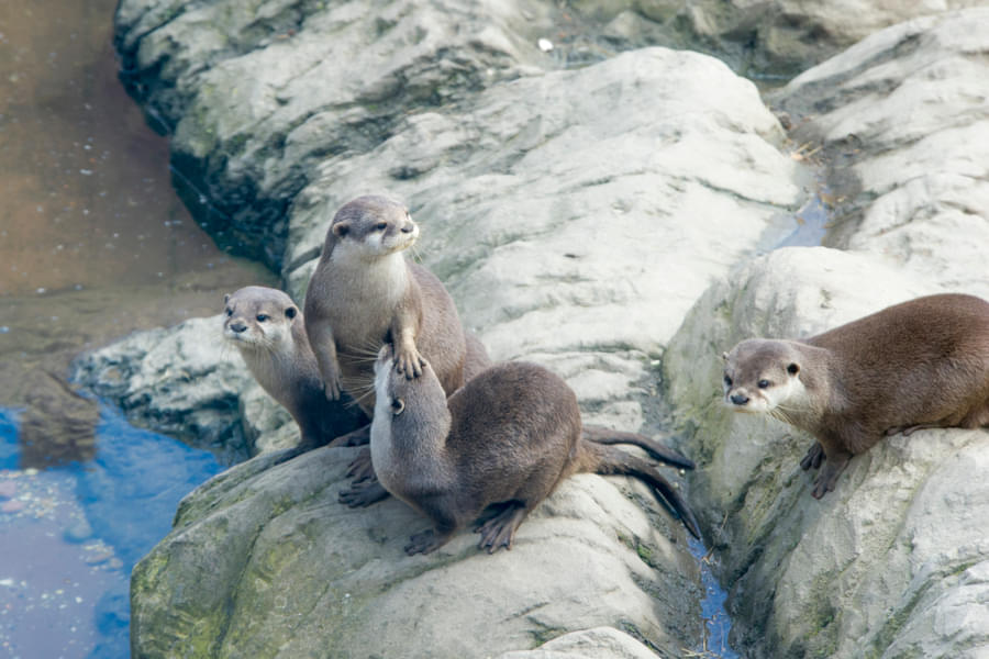 Check out the playful otter family