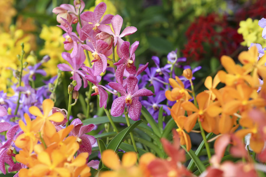 Admire the vibrant orchids in full bloom