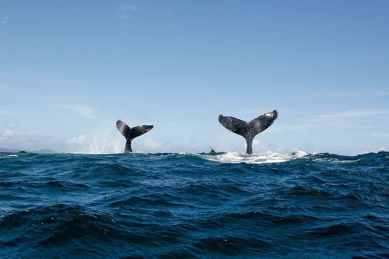 Silver Bank, Dominican Republic Whale Watching Tours