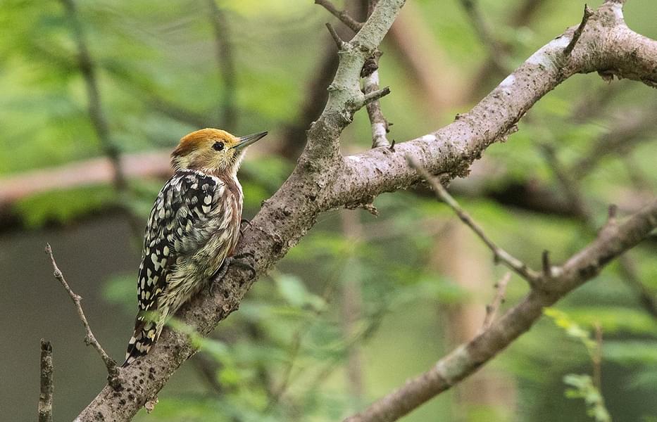 Devalia Park Safari Image