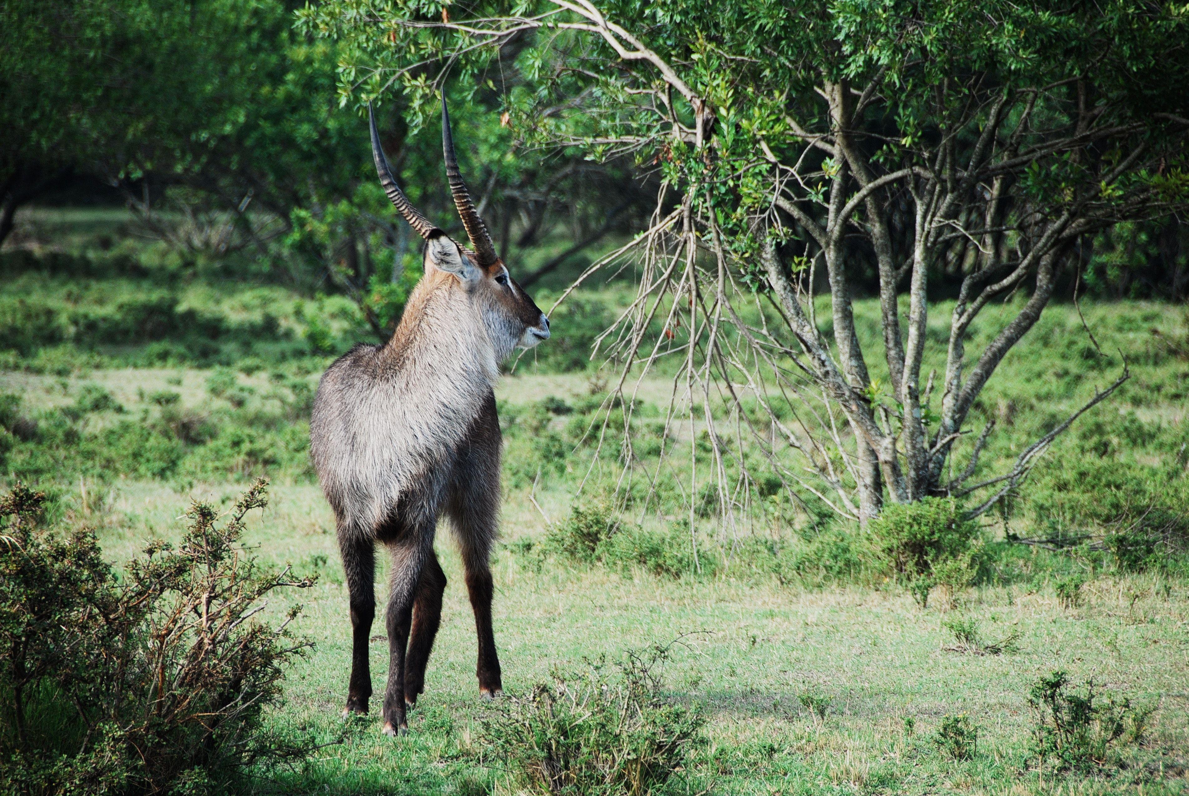 Ruaha National Park