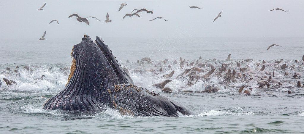 Whale at Big Sur, California