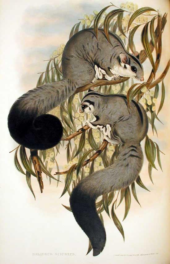 Squirrel Glider