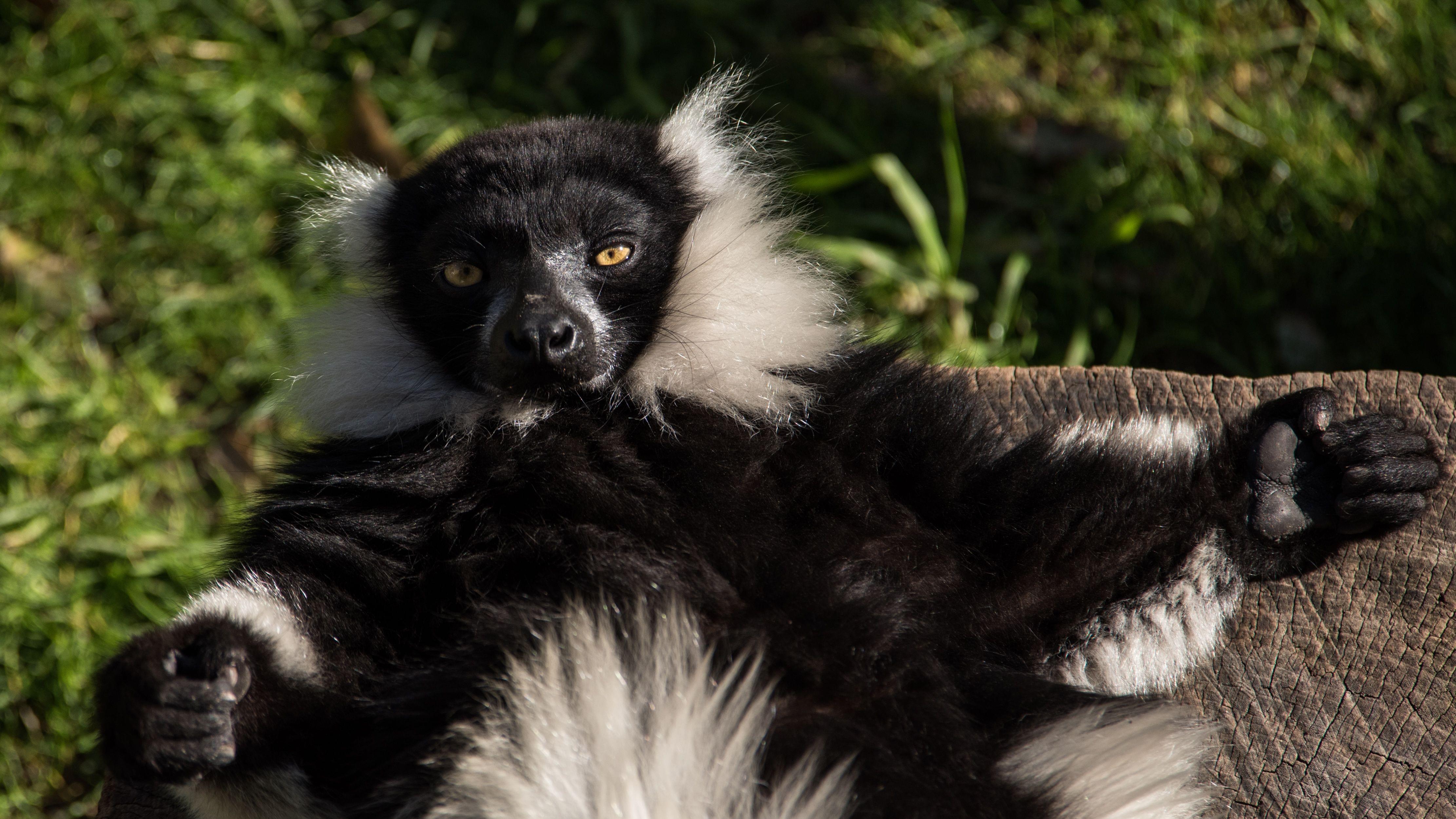 Ring-tailed lemur at Dallas Zoo