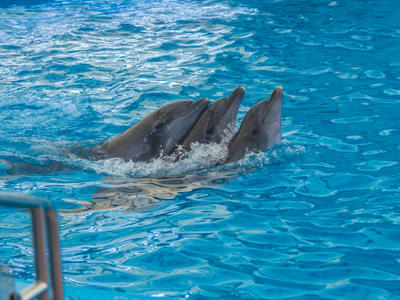 Have a fun time observing the dolphins