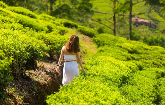 Tourist admiring tea plantations