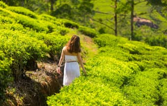 Tourist admiring tea plantations