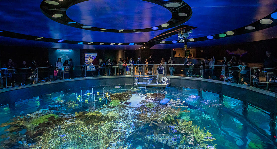New England Aquarium Image