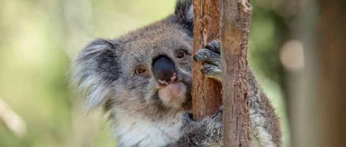 Koala in Healesville Sanctuary