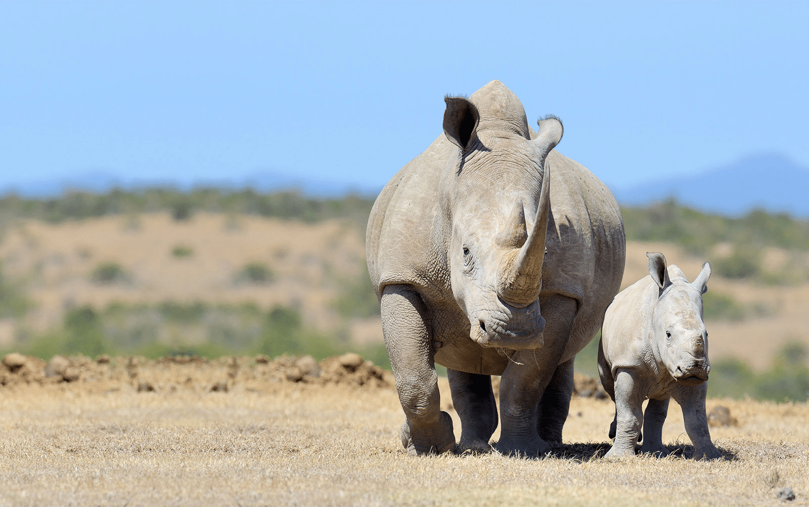 Catch a glimpses of baby Rhino with mom Rhino 