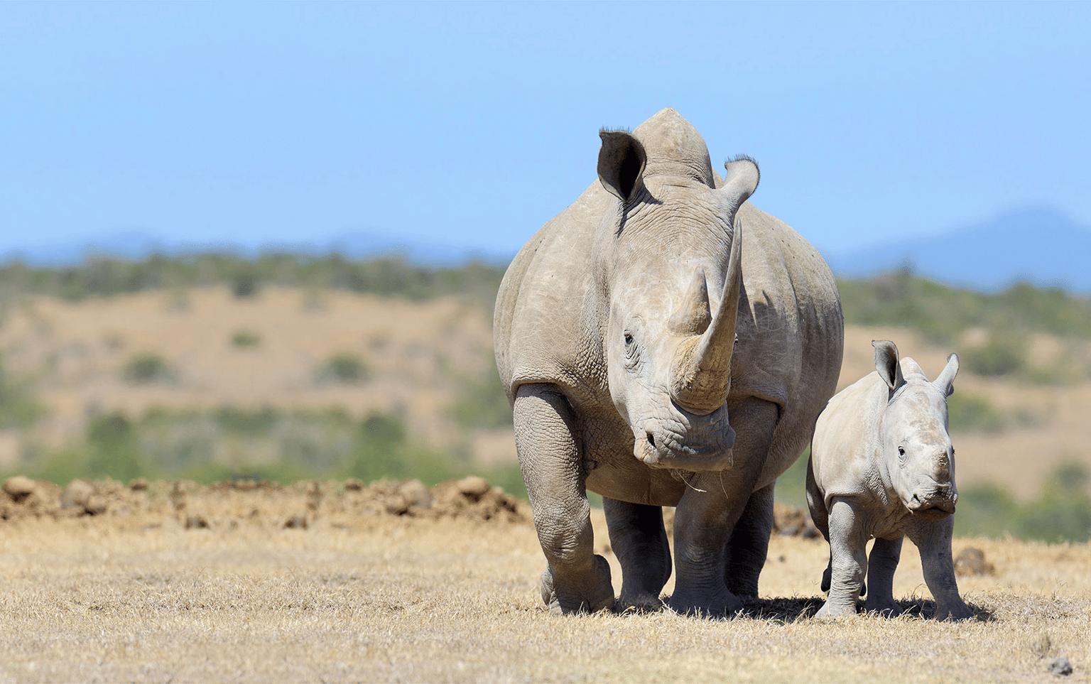Northeast India Wildlife tour