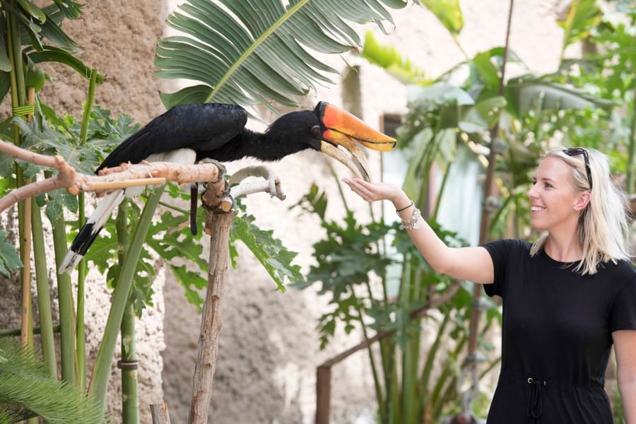 Birds Feeding in Dubai Safari Park