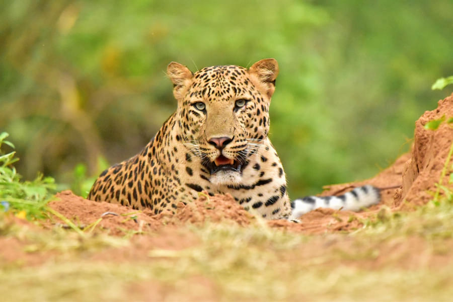 Jhalana Safari Image