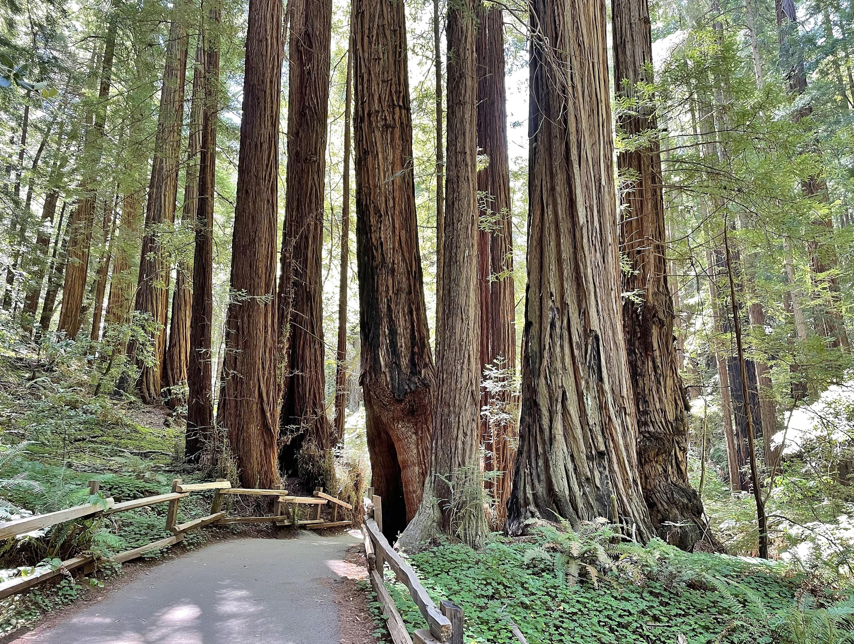 Muir Woods National Monumen Overview