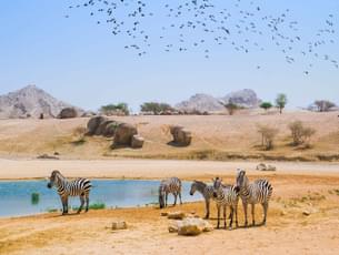 Arabian Wildlife Park Tickets, Abu Dhabi