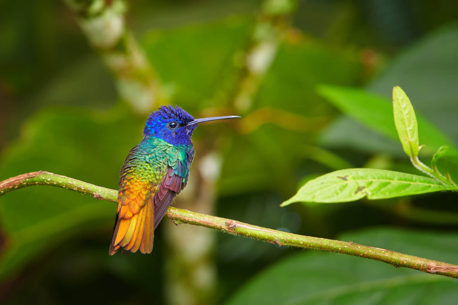 Go Birdwatching