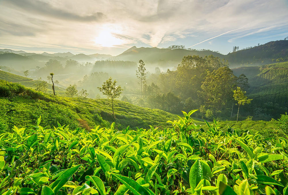 The Shining Tea leaves catching the First Sun Rays