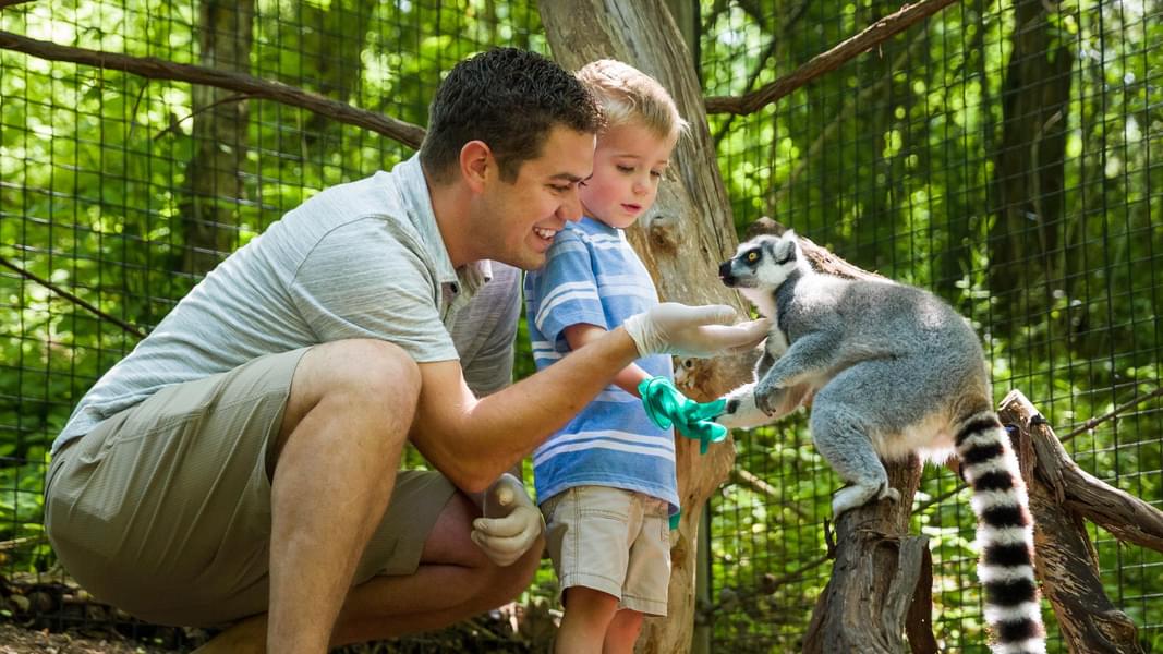 Spend a fun-filled day in the Adelaide Zoo 