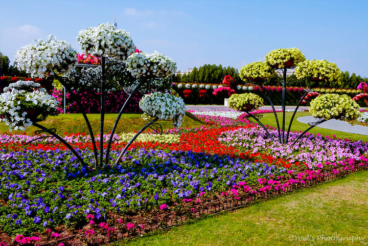Dubai Miracle Garden Flower Parade