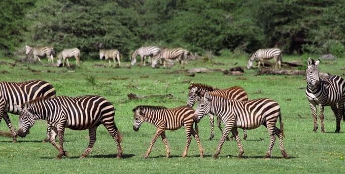 Lake Manyara National Park