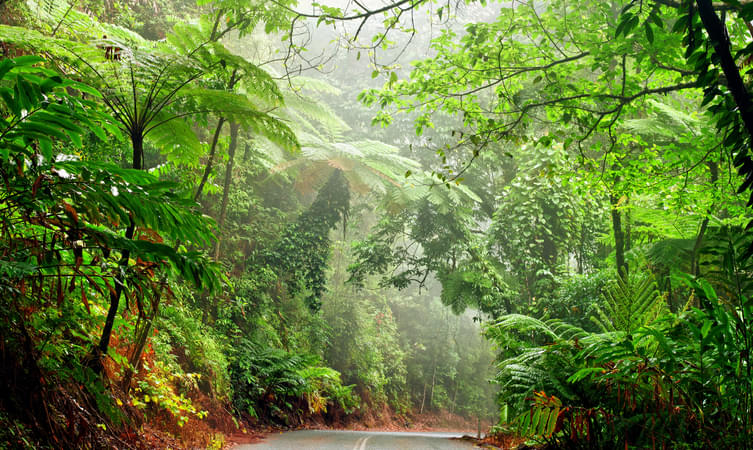 Daintree Rainforest