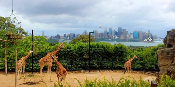 Sydney Zoo