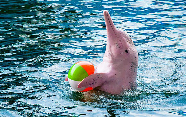 See the dolphins playing around